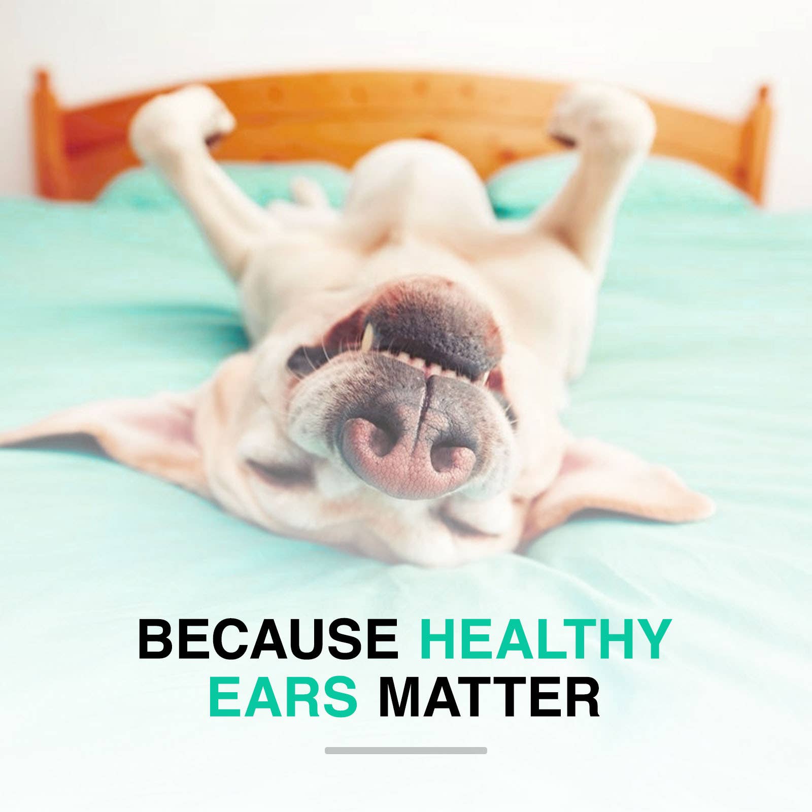 Ohrenreiniger für Katzen/Hunde